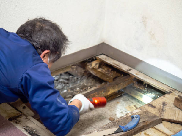 Best Emergency Mold Removal  in Urbana, IL