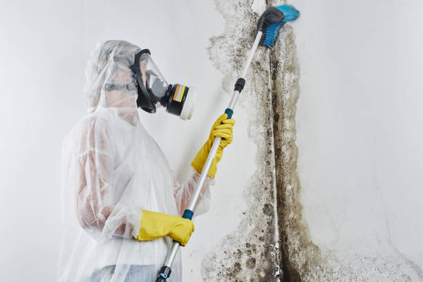Certified Mold Removal in Urbana, IL