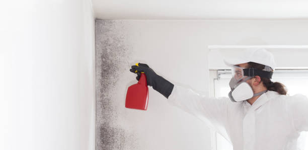Best Mold Cleaning Services  in Urbana, IL
