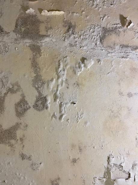 Mold Testing and Removal in Urbana, IL