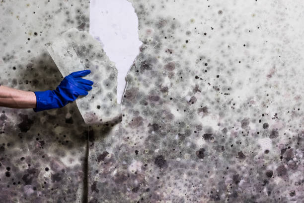 Best Home Mold Removal  in Urbana, IL