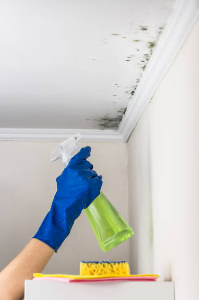 Best Water Damage Restoration  in Urbana, IL