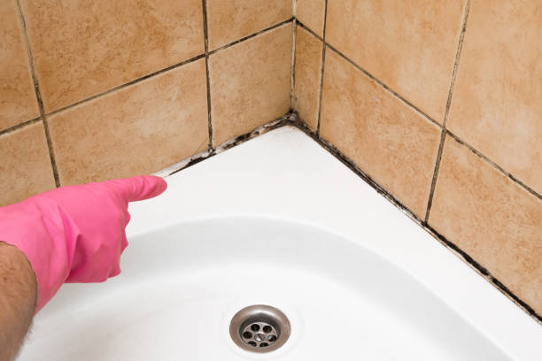 Best Fast Mold Removal  in Urbana, IL